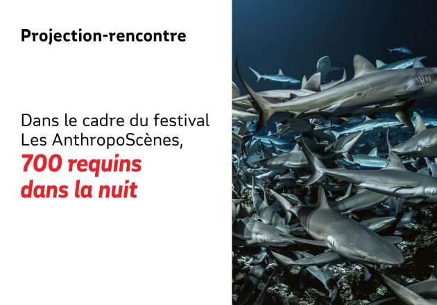Festival Les AnthropoScènes : 700 requins dans la nuit