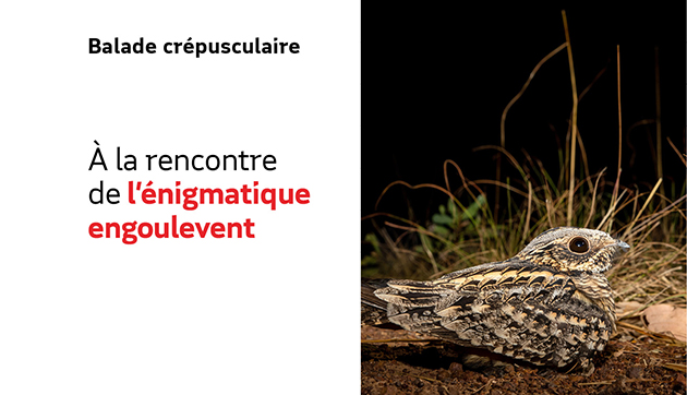 A la rencontre de l’énigmatique engoulevent