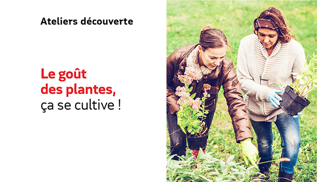 Le goût des plantes, ça se cultive !