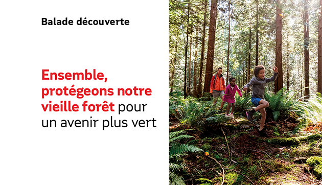 Ensemble, protégeons notre vieille forêt pour un avenir plus vert