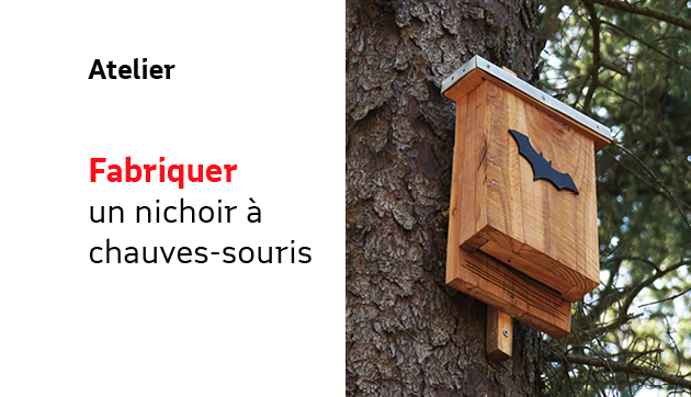 Fabriquer un nichoir à chauves-souris