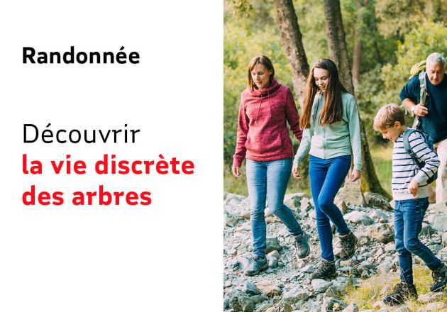 Découvrir la vie discrète des arbres