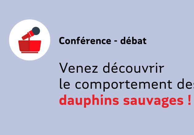 Venez découvrir le comportement des grands dauphins sauvages