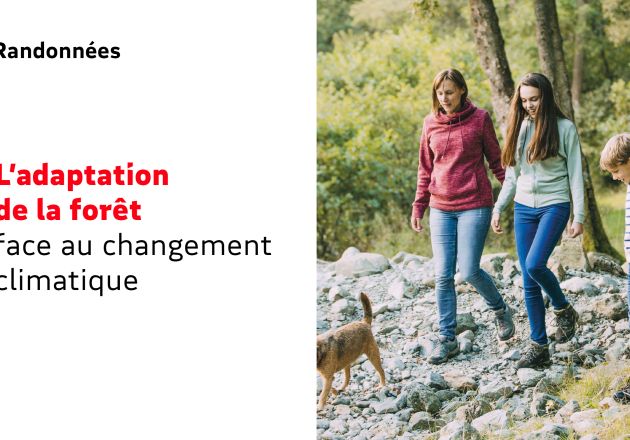 Adaptation de la forêt face au changement climatique